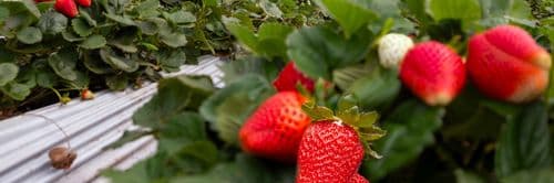 thumbnail image 913